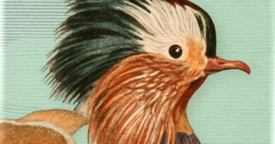 Art of Fauna Cozy Puzzles